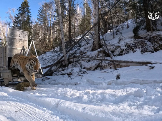 Тигра, который воровал собак в Приморье, вернули в дикую природу