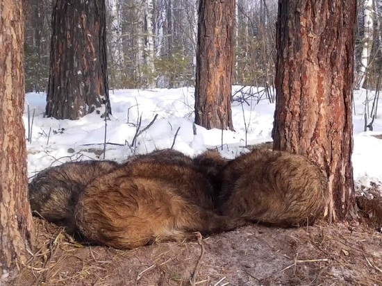 В Алтайском крае выросла численность диких зверей