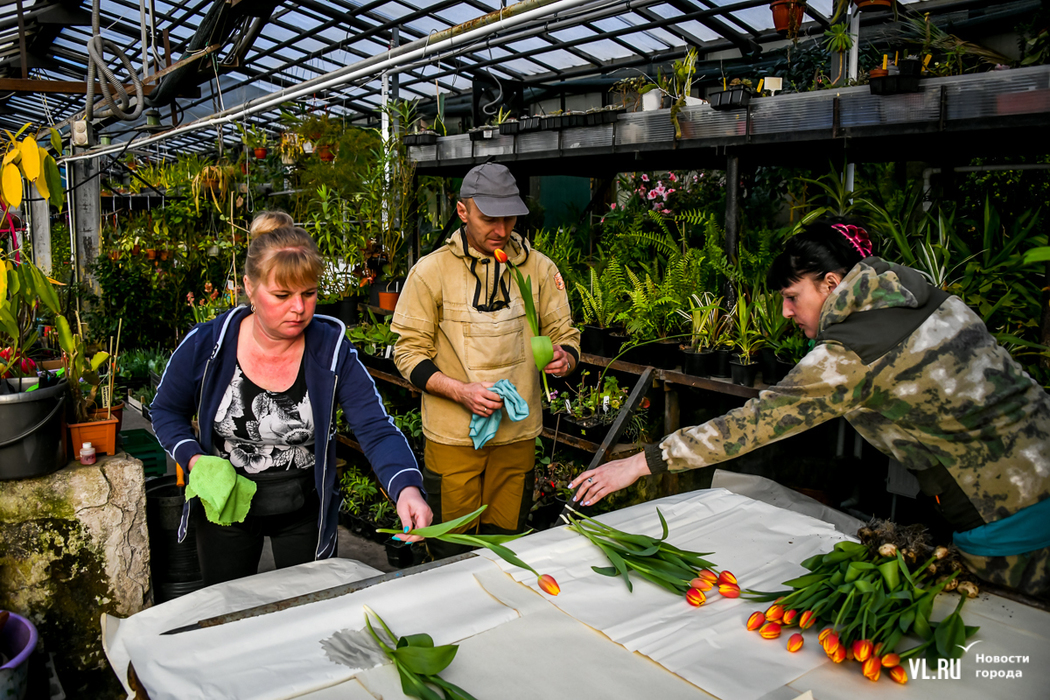 В Ботаническом саду ДВО РАН во Владивостоке вырастили 10 тысяч тюльпанов: фото
