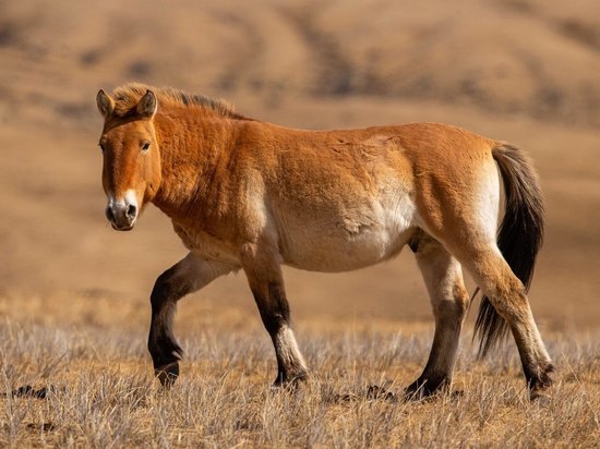 В 2024 году в Хакасии появятся лошади Пржевальского