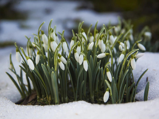 Весна в Иркутскую область придет в конце марта