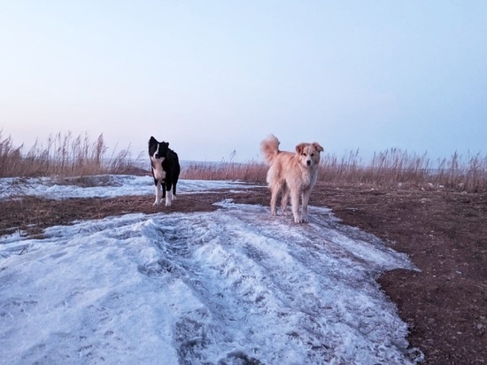 Стала известна численность бездомных собак в Красноярске
