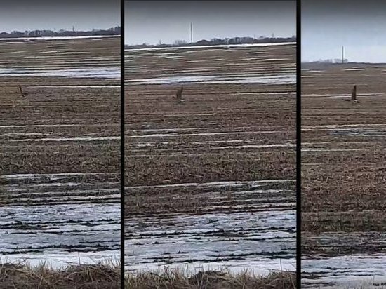 В Курскую область из перелетных птиц первыми вернулись гуси-разведчики