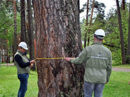 Древняя сосна представит Новосибирскую область на конкурсе деревьев