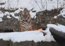 В Приморском крае отпустили на волю амурского тигра, которые беспокоил жителей местных сел