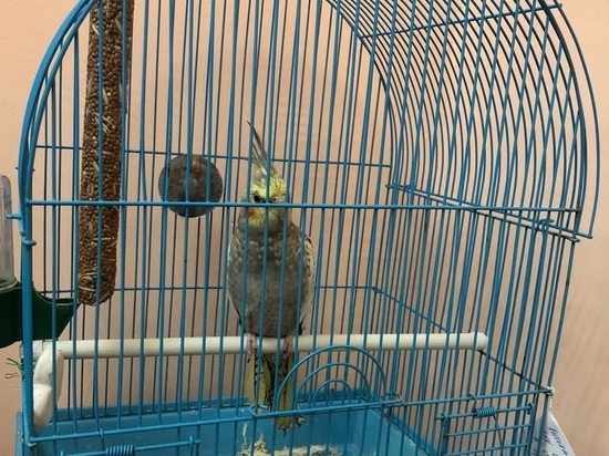 В Смолeнской области в прeддвeрии 8 марта мужчина похитил попугая