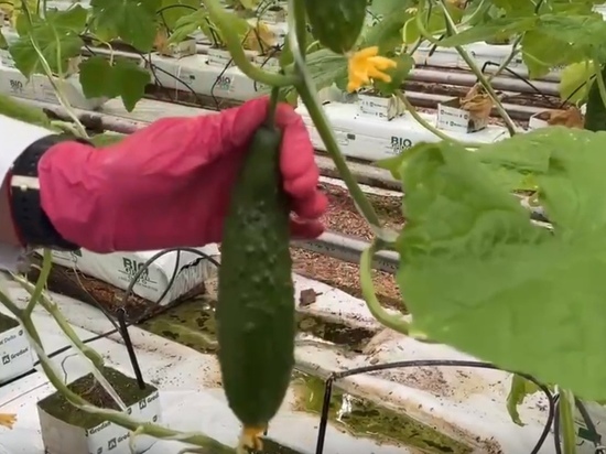 Архангельский губернатор показал первый урожай тепличных огурчиков