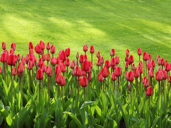 В мире 7 марта отметят день тёплого одеяла и тюльпанов