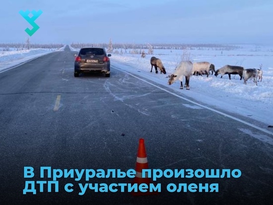 Автомобилист из Аксарки по пути на работу насмерть сбил оленя