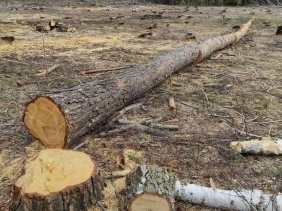 В Омской области полиция возбудила уголовное дело о незаконной вырубке леса