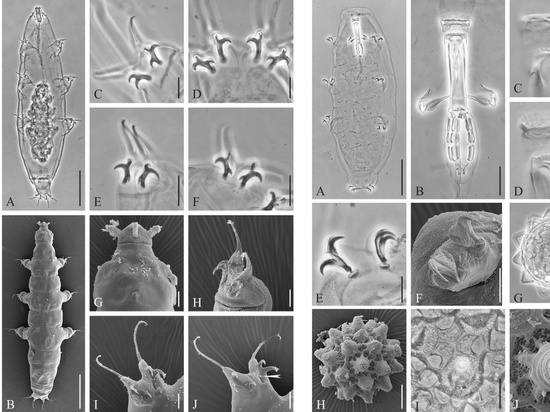 Петербургские ученые открыли новое семейство микроскопических беспозвоночных