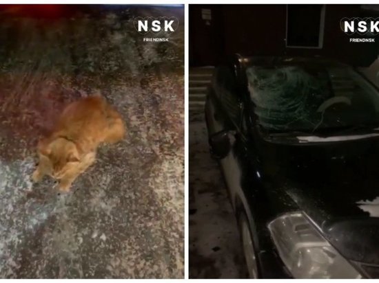 Полиция начала проверку после падения кошки с 11-го этажа
