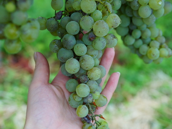 Кавказ был в числе первых центров одомашнивания винограда