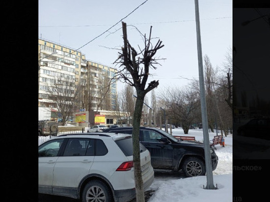 Белгородка рассказала мэру об «издевательском» кронировании деревьев