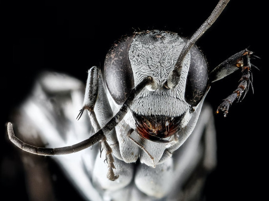Current Biology: у муравьев появились социальные паразиты из-за генетических мутаций