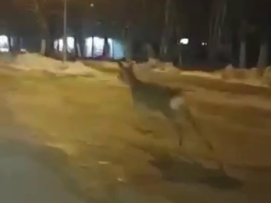 Бегущую по дороге косулю запечатлели в Сергиевом Посаде
