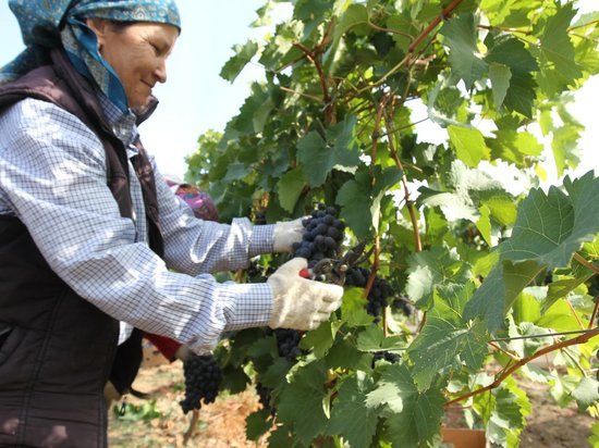 В районе Дагестана создали питомник по выращиванию саженцев винограда