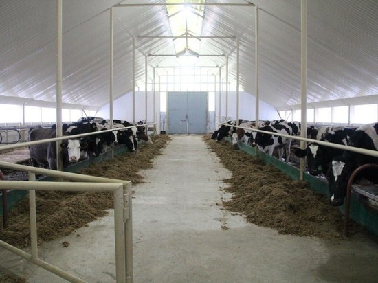 О снижении поголовья коров в агрохолдингах Татарстана заявил Зяббаров