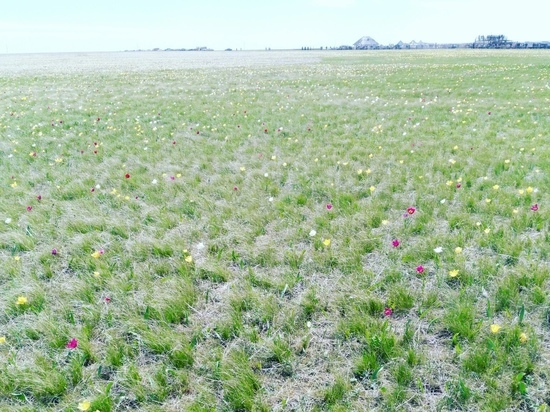 В Саратовской области ещё одна тюльпанная степь окажется под охраной