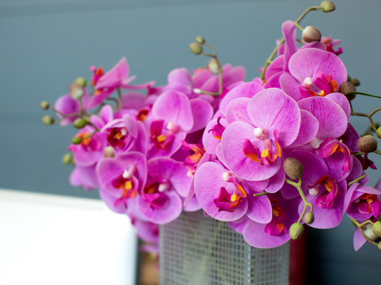 Как продлить цветение орхидеи: что нужно сделать с растением после покупки