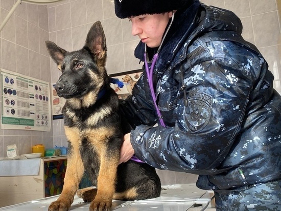 В Астрахани полицейские приняли на службу трех щенков