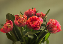 Язык цветов, которые дарятся по случаю 8 марта, расшифровали по просьбе корреспондента "МК" искушенные флористы