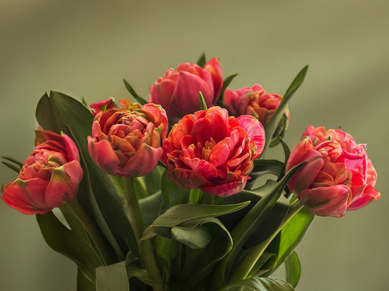 Супруге – тюльпаны, возлюбленной - розы