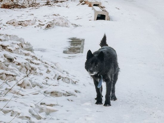 Бездомные собаки напали на женщину в Хабаровске