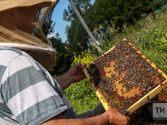 В Татарстане запущена мера поддержки пчеловодов