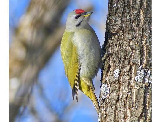 63 вида зимующих птиц насчитали в Брянской области