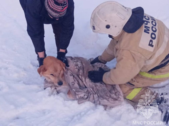 В Ивановской области пожарные спасли провалившуюся под лед собаку