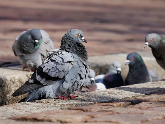 Белгородка попросила мэра помочь избавиться от голубей, «атаковавших» многоквартирный дом