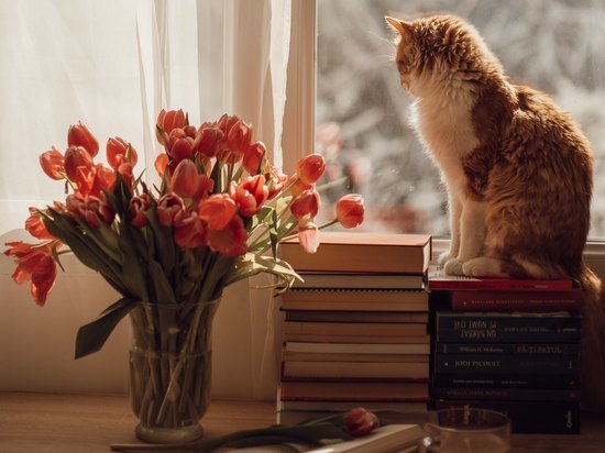 «Может убить даже пыльца»:  ветеринар из Красноярска назвала опасные для кошек цветы