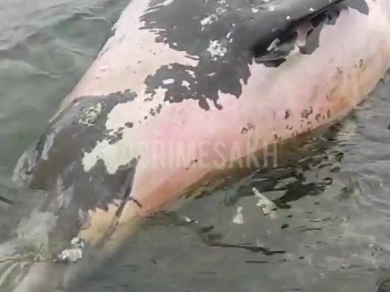 Тушу кита выбросило на побережье Сахалина