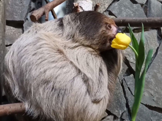Ленивица в Калининградском зоопарке 8 марта из-за смущения съела тюльпан