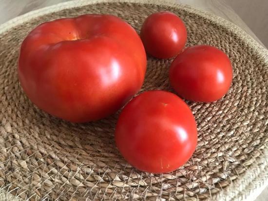 В России вероятно падение цен на помидоры и огурцы