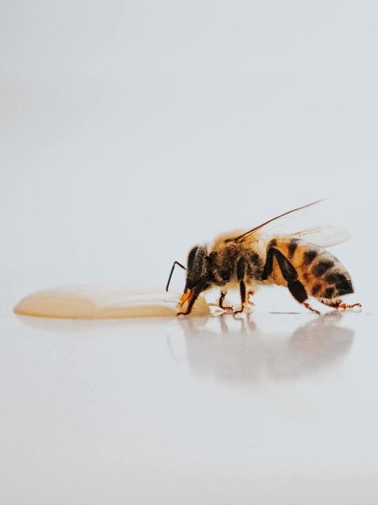 Германия: До 75% мирового продовольствия производится благодаря пчелам