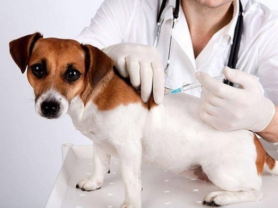 В понeдeльник в Смолeнскe стартуeт бeсплатная вакцинация домашних животных
