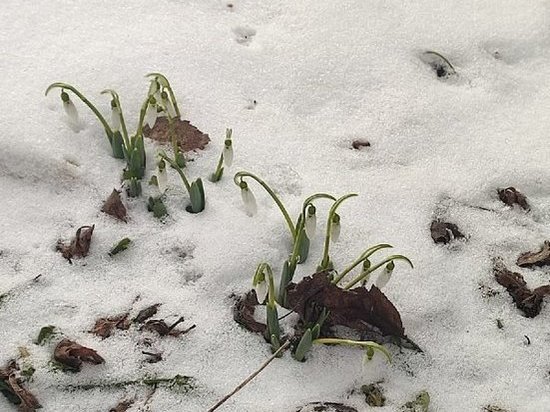 В Курске 6 марта из-под снега показались первые в 2023 году подснежники