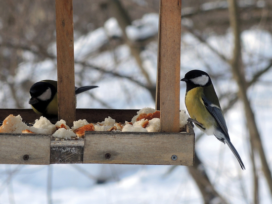 Школьное лесничество из Можайского округа стало лучшим в исследовании птиц