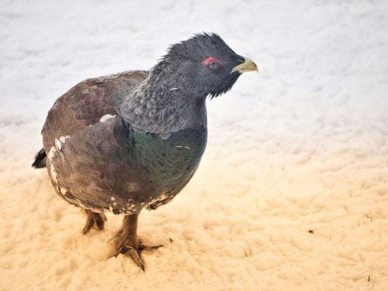 В подмосковных лесах глухари рисуют узоры на снегу