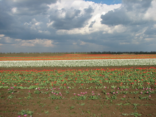 В Феодосии готовят клумбы - расцветут 60 тысяч цветов