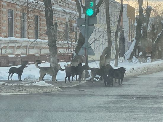 Жители Оренбургской области 179 раз жаловались на бродячих собак