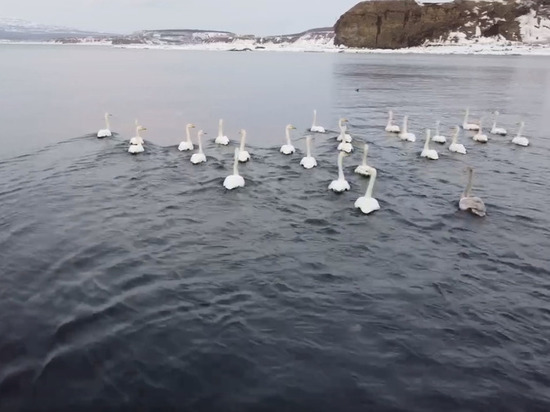 Дрон снял на видео лебедей у берегов Курил