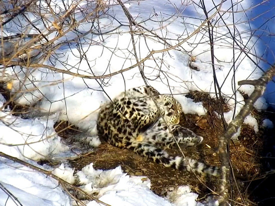В фотоловушку «Земли леопарда» попала ребяческая игра спасенного леопарда