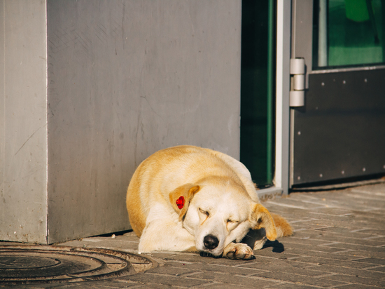 Власти Рязанской области разработали порядок защиты граждан от нападения собак