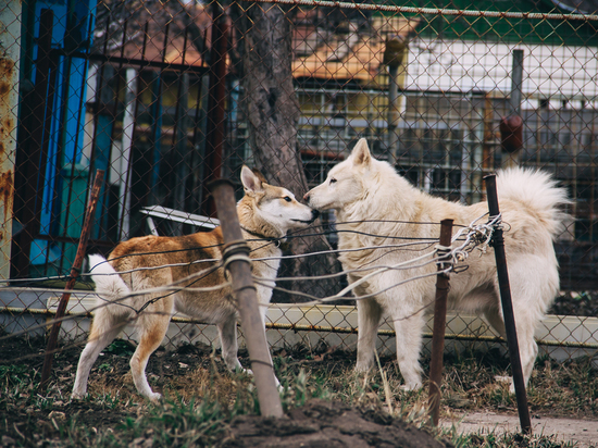 Приют для бездомных животных могут построить в селе Минеево под Рязанью