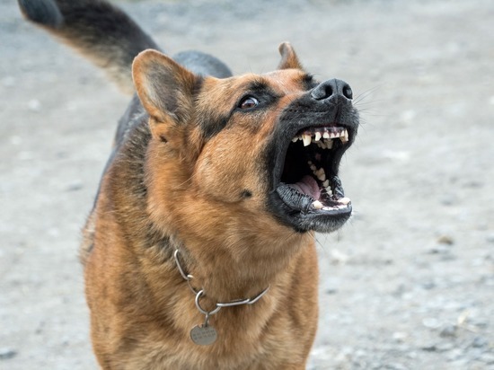 30 тысяч выплатит комитет по ветеринарии семье псковича, которого укусила бездомная собака