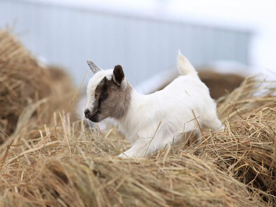 В барнаульском зоопарке за одну ночь родились шесть козлят