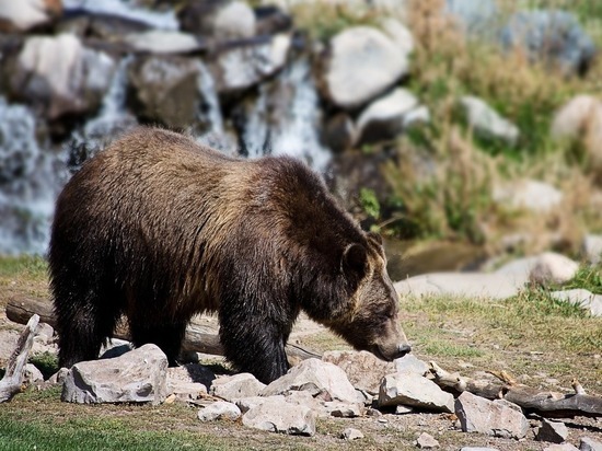 Жителям Алтайского края на два месяца разрешат охоту на медведей